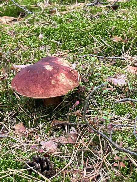 🍄 У якому лісі на Волині назбирали повний кошик білих грибочків (фото)