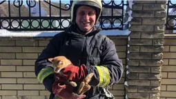 У Володимирі врятували кішку, яка три дні просиділа на дереві (фото)
