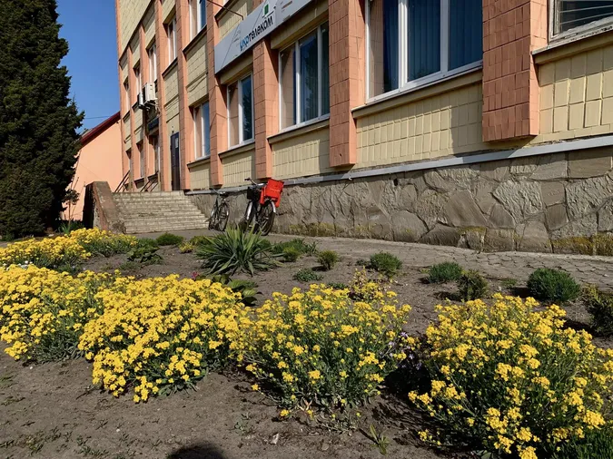 🌷Висадила тисячу тюльпанів: як квітникарка роками змінює Шацьк (фото)
