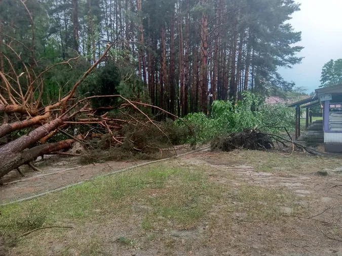 Вирвані з корінням дерева: на Світязі через буревій постраждав дитячий табір (відео)