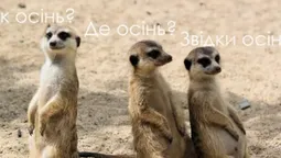 Дякую, кеп: волинські синоптики підтвердили, що прийшла справжня осінь