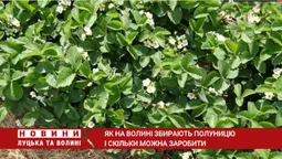 Збір полуниці: скільки грошей можна заробити на Волині (відео)