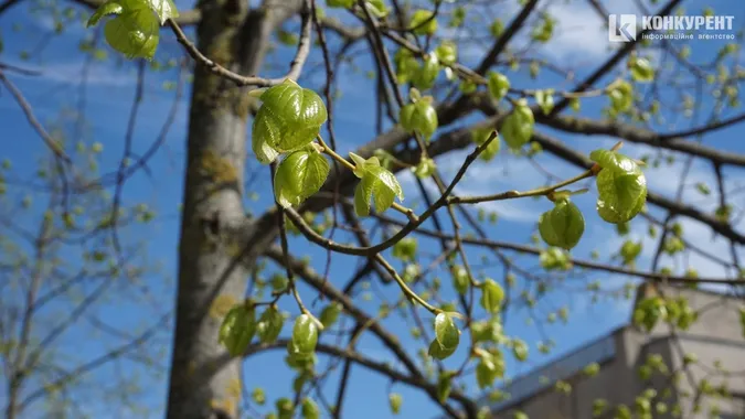 Весняний Луцьк: як місцеві прогулюються заквітчаним центром (фото)
