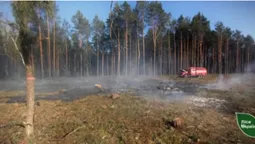 На Любешівщині підпалили 65-річний сосновий ліс (фото)