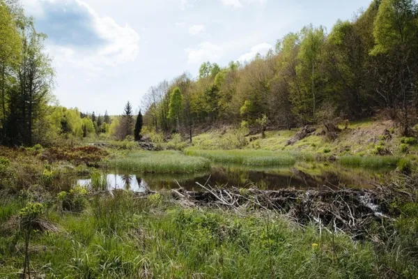Боброві греблі на річечці, що витікає з Чорного Багна