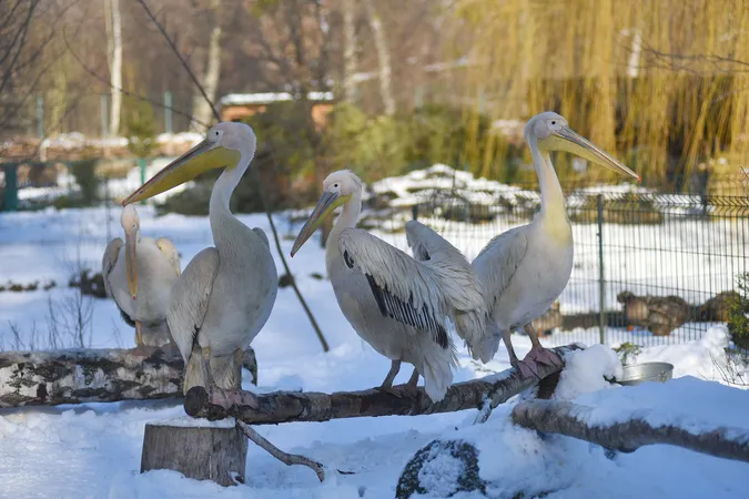 Як зустрічають сніг мешканці Луцького зоопарку (фото)