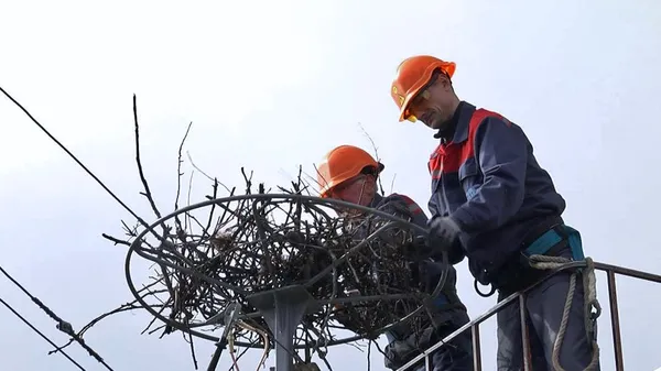 На Волині облаштовують штучні лелечі гнізда на електроопорах (фото, відео)
