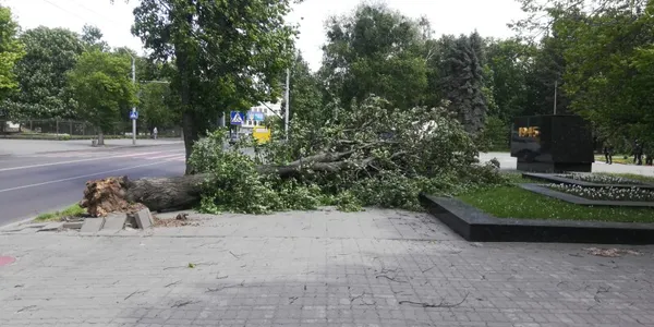 Парки, сквери, вулиці: у Луцькій громаді восени висадили 254 дерева та 285 кущів (фото)