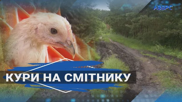 Під Ковелем підприємець хотів викинути 100 мертвих курей-несучок (відео)