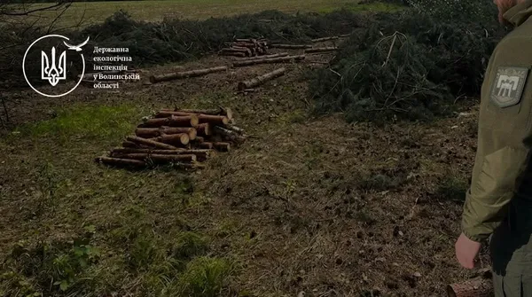 Замість лісу –  380 пнів: на Волині розслідують масштабну вирубку (фото)