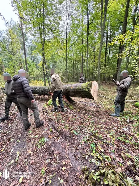 На Волині ДБР повідомило про підозру лісничому за незаконні рубки зі збитками понад 6,5 млн грн (фото)