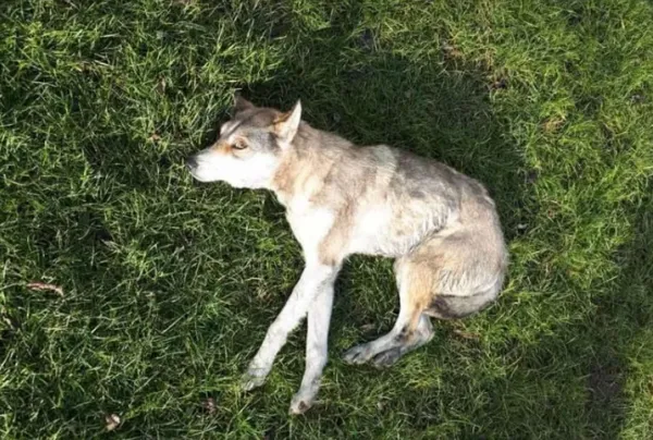 Запхали в мішок і били трубою: на Львівщині підлітки знущалися з собаки (фото, відео)