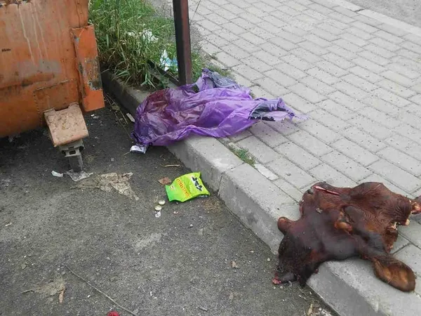 У Луцьку просто на вулицю викинули голови тварин (фото, відео 18+)