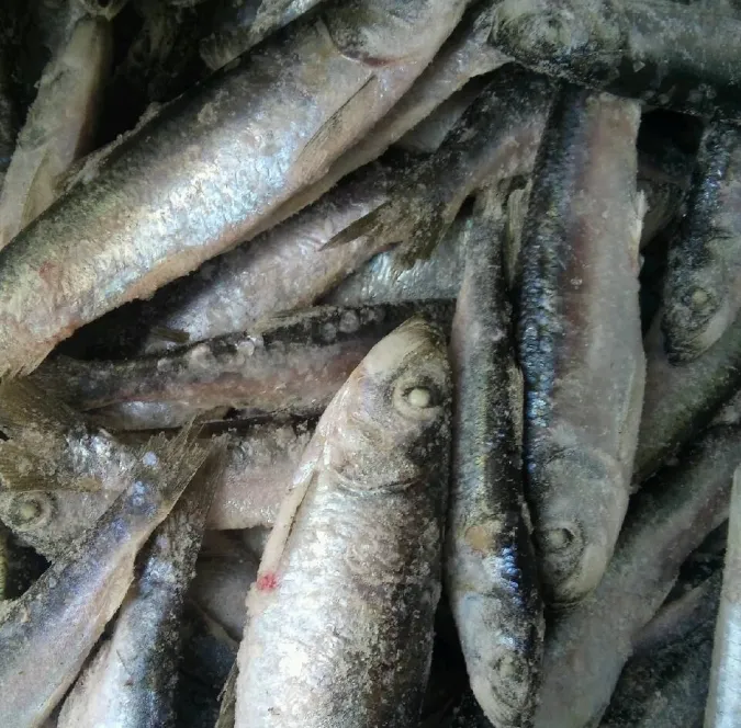 У волинського бізнесмена вилучили 46 тонн морепродуктів (фото)
