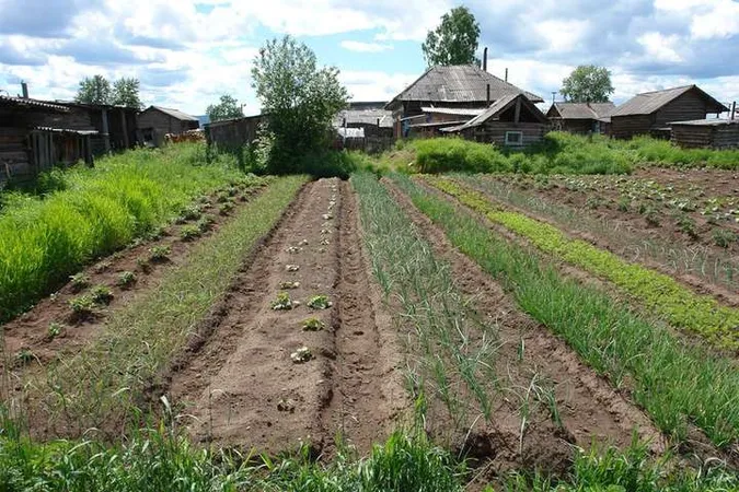 Цікаві та прості лайфгаки для саду та городу