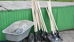 У центральному парку Луцька посадили нові дерева (фото) 