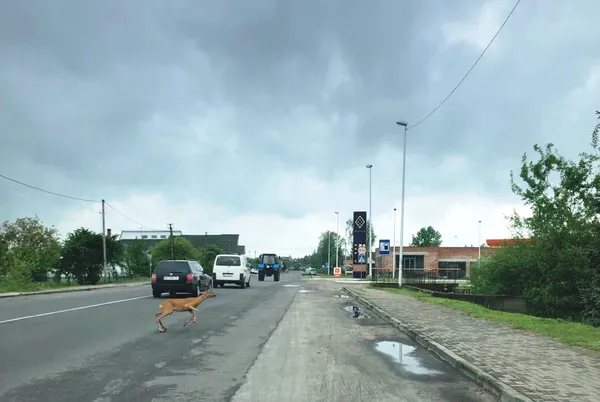 На волинській автотрасі біля ресторану «прогулювався» дикий козел (фото)