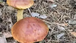 Один на одному: у маневицькому лісі ростуть американські боровики (фото)