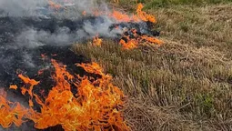 На Волині чоловік загинув, підпалюючи суху траву на полі (відео)