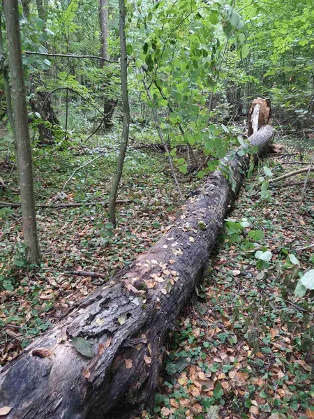 Від загибелі врятували сім'ю диких бджіл у «Цуманській пущі» (фото)