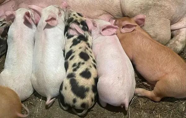 Продаж поросят на Волині: яка ціна і від чого залежить