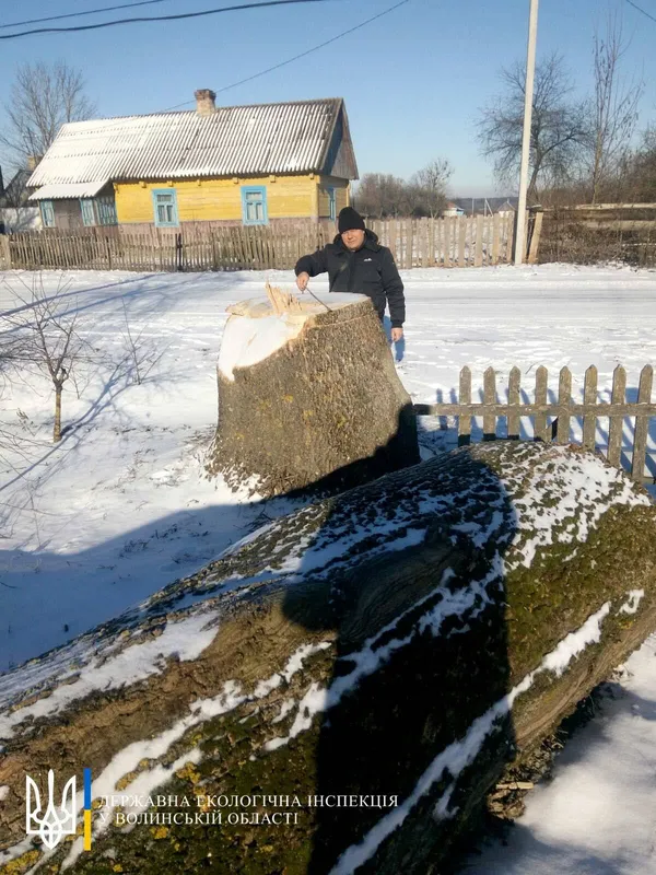 На Волині виявили самовільну рубку дерев: що чекає на порушників (фото)