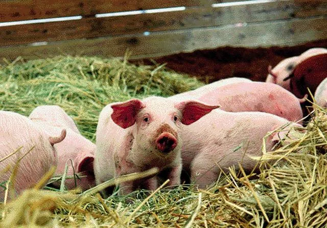На м'ясопереробні підприємства  Волині надійшло близько 28 тонн сировини