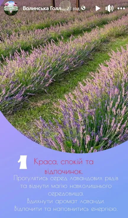 ТОП-6 причин відвідати лавандове поле у «Волинській Голландії»