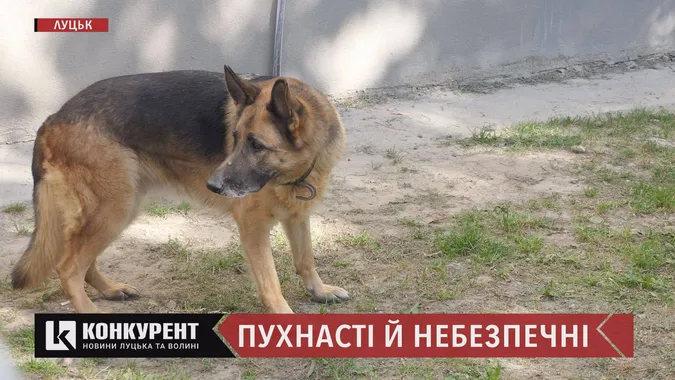У Луцьку пес напав на чоловіка з дитиною: як вберегтися від агресивних собак (відео)