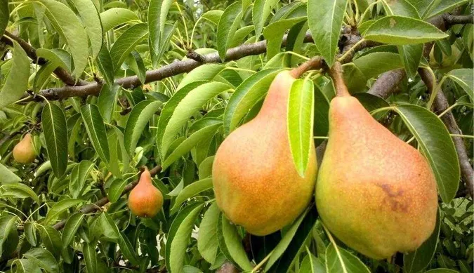 Морози знищили врожай: популярний український фрукт буде в дефіциті