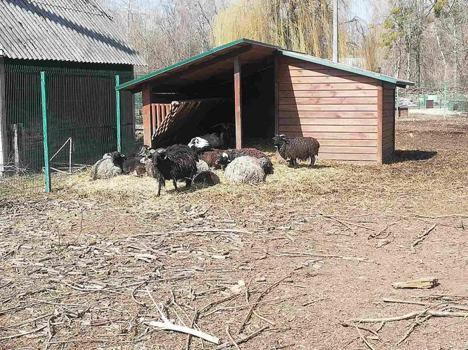 «Сумували без наших мармизок?»: справжня весна у Луцькому зоопарку (фото)