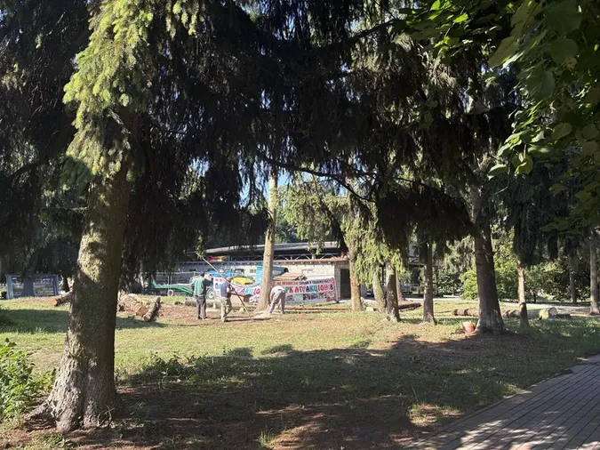 У центральному парку в Луцьку зрізають дерева: що відомо