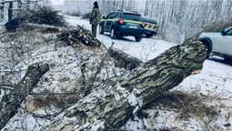 На Волині підприємці вирубували «не ті» дерева (фото, відео)