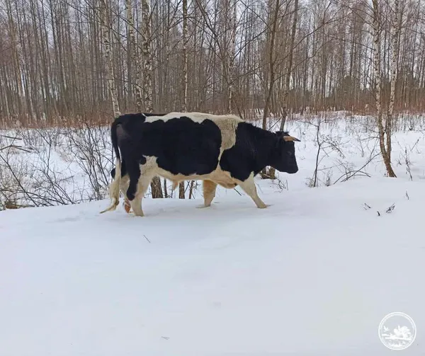 Стадо здичавілих корів зупинило авто на Поліссі: як повівся самовпевнений ватажок (фото)