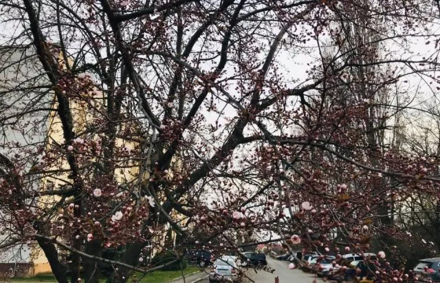 На Закарпатті розцвіли сакури та магнолії (фото)
