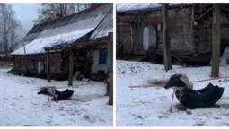 Зимова аномалія: хто з невідомих причин лишився зимувати на Волині (відео)