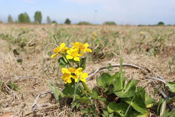 Квіти, сонце і весна: показали красу великого волинського озера (фото)