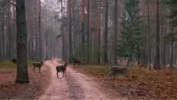 На Волині помітили ціле стадо диких оленів (відео)