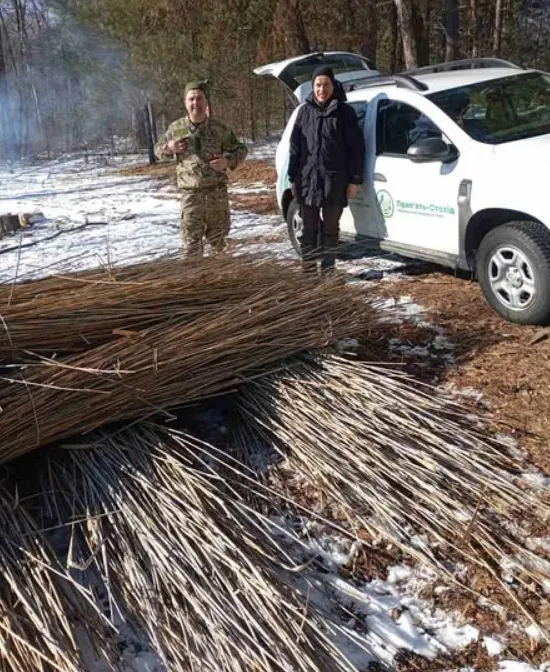 В нацпарку на Волині заготовляють очерет: для чого він потрібен (фото)