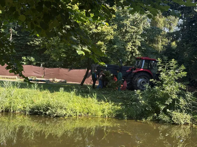 У центральному парку в Луцьку зрізають дерева: що відомо