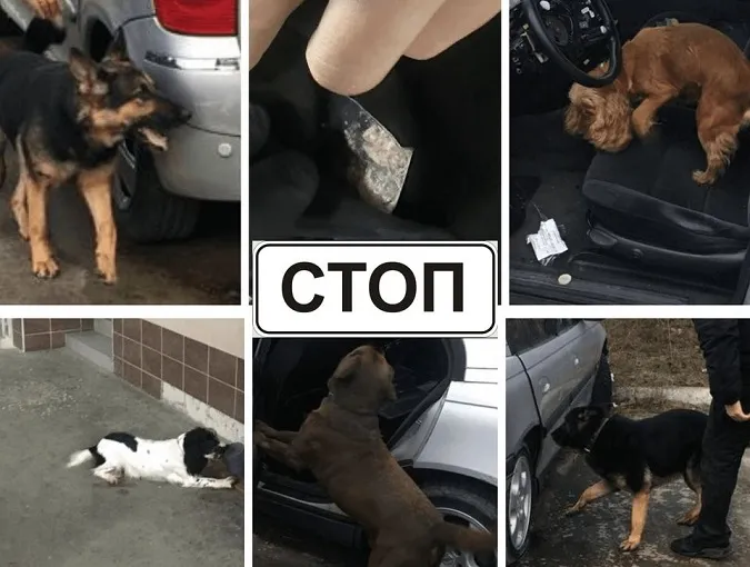 Гав-контроль винюхав на «Устилузі» в кишені у дівчини амфетамін