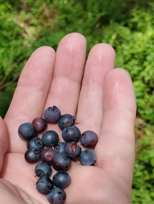 Неподалік від Луцька знайшли перші чорниці (фото)