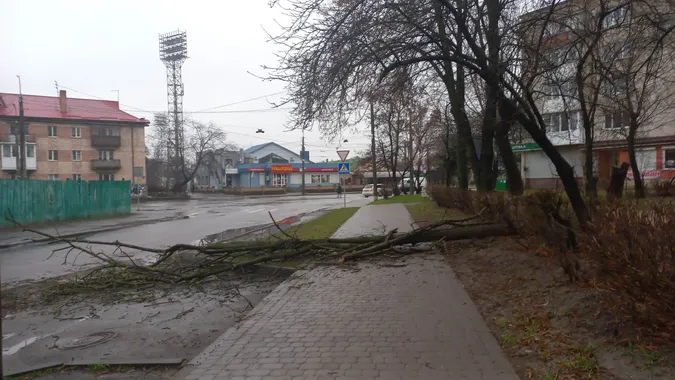 У Луцьку на тротуар впало чимале дерево (фото)