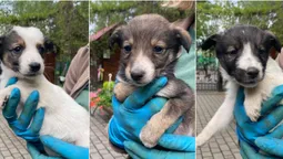 Під Луцький зоопарк підкинули цуценят: чоловіка зафіксували камери (фото, відео)