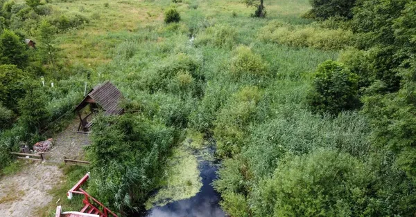 На Волині заховався унікальний куточок дикої природи, де мешкають бобри та видри (фото)