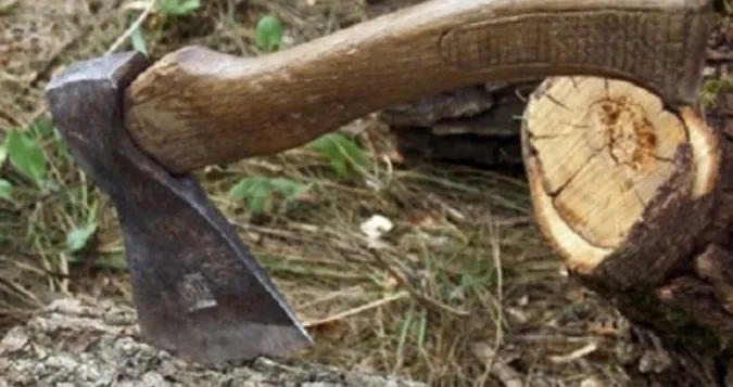 Двоє волинян незаконно нарубали дерев на понад 270 тисяч гривень