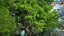 На Волині росте дуб-велетень, в дуплі якого можна грати в карти вчотирьох (відео)