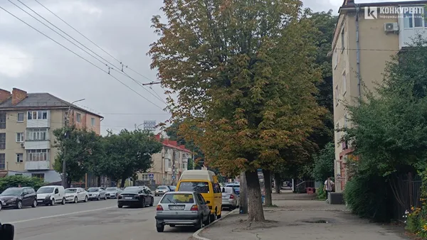 Приречені на болячки: у Луцьку нічого не роблять з каштанами