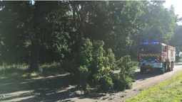 У Луцькому районі дерево звалилось на дорогу (фото)