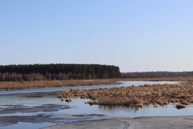У волинських лісах розквітла рослина, яка лікує туберкульоз і запалення